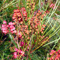 Large image of plant
